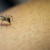 MINUTO DA SAÚDE: os perigos da automedicação contra a dengue